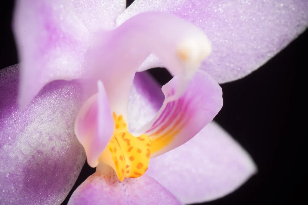 Phalaenopsis equestris – (Phalaenopsis equestris) – im Garten, Pflanzenfoto