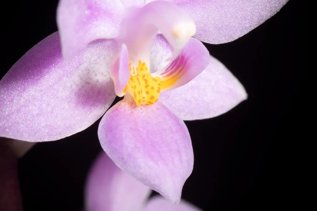 Phalaenopsis equestris – (Phalaenopsis equestris) – im Garten, Pflanzenfoto