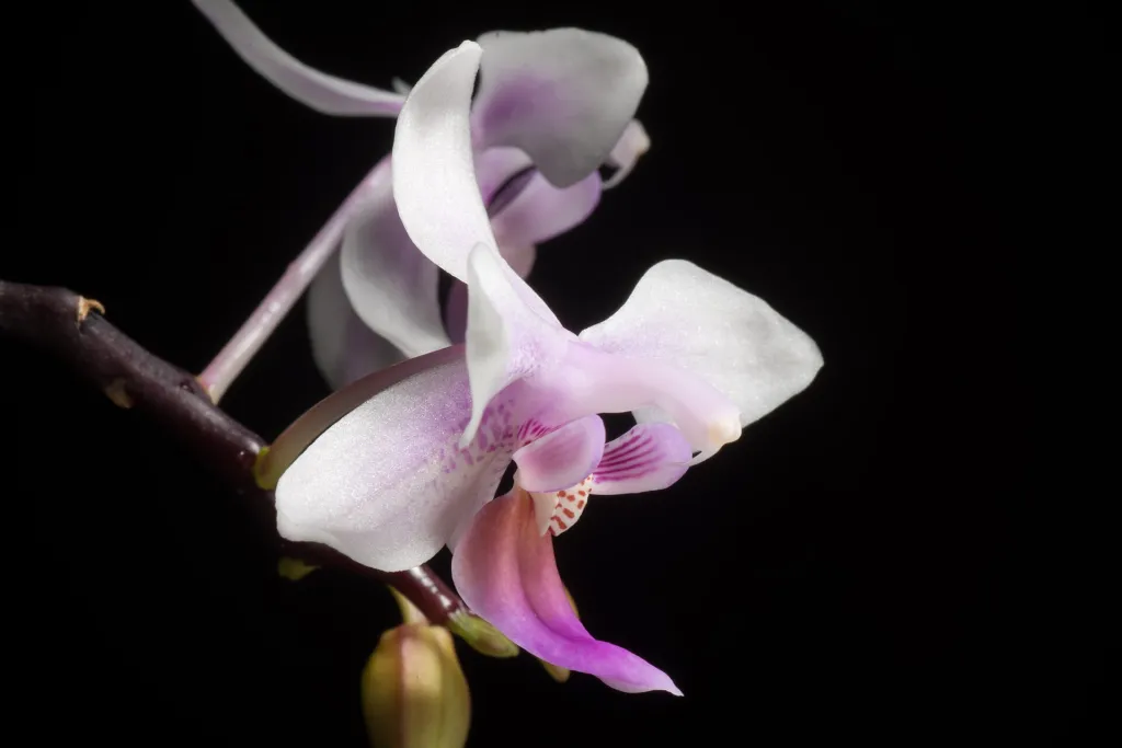 Phalaenopsis equestris – (Phalaenopsis equestris) – im Garten, Pflanzenfoto
