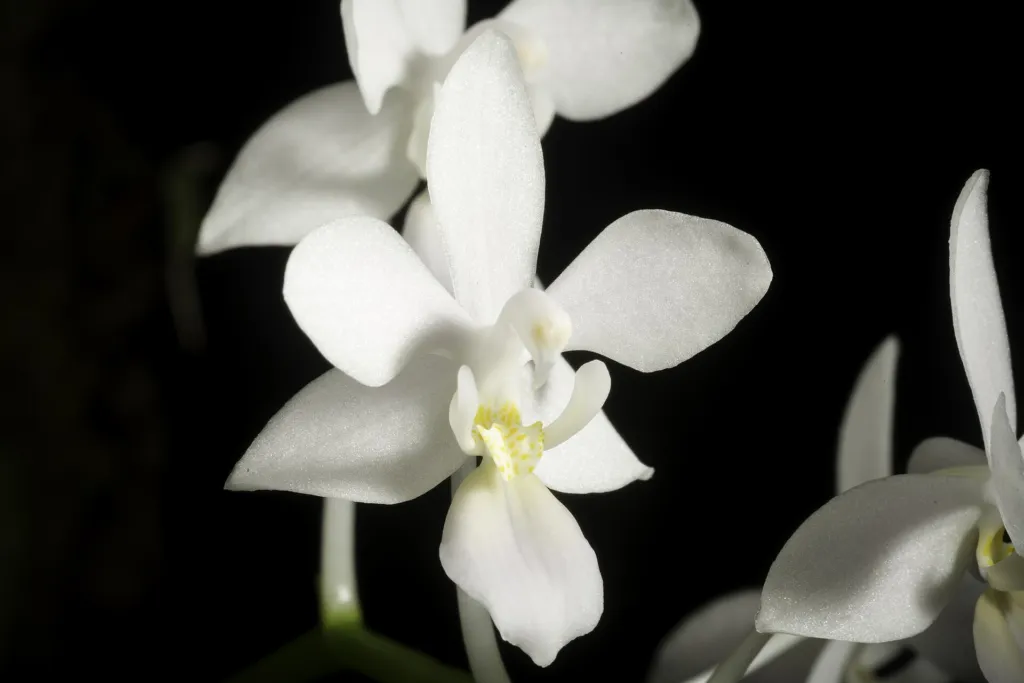 Phalaenopsis equestris – (Phalaenopsis equestris) – im Garten, Pflanzenfoto