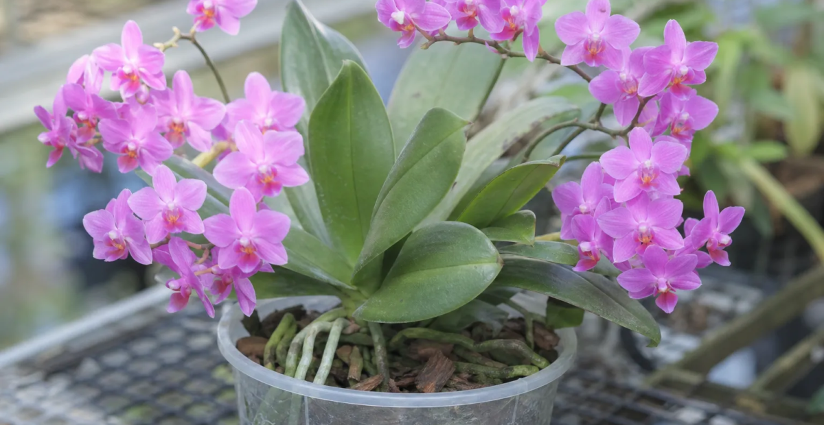 Phalaenopsis equestris – Pflanzenfoto