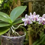 Phalaenopsis lueddemanniana care guide (Phalaenopsis lueddemanniana) – plant photo