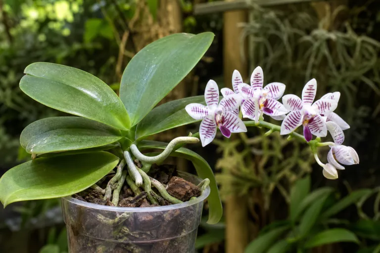 Phalaenopsis lueddemanniana