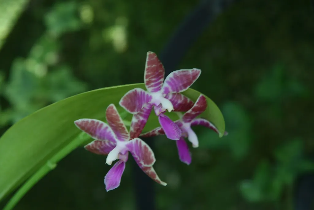 lišajovec filipínsky (Phalaenopsis lueddemanniana) – typický vzhľad, fotografia rastliny