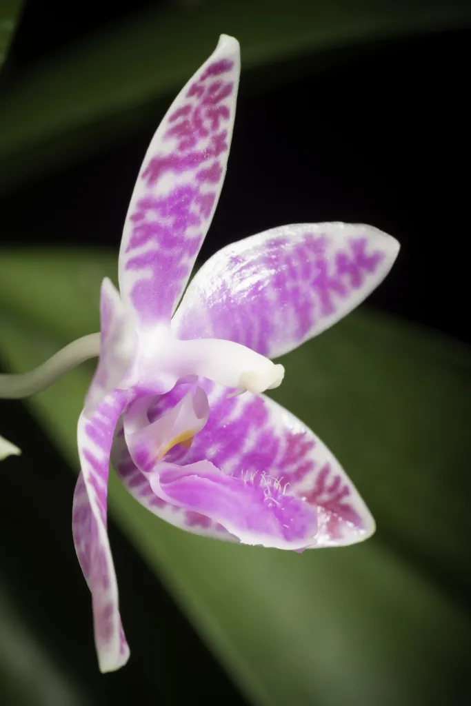 lišajovec filipínsky (Phalaenopsis lueddemanniana) – typický vzhľad, fotografia rastliny