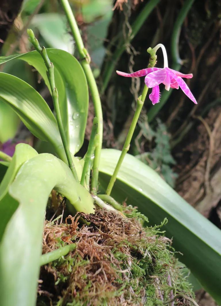 Phalaenopsis lueddemanniana care guide (Phalaenopsis lueddemanniana) – in a garden setting, plant