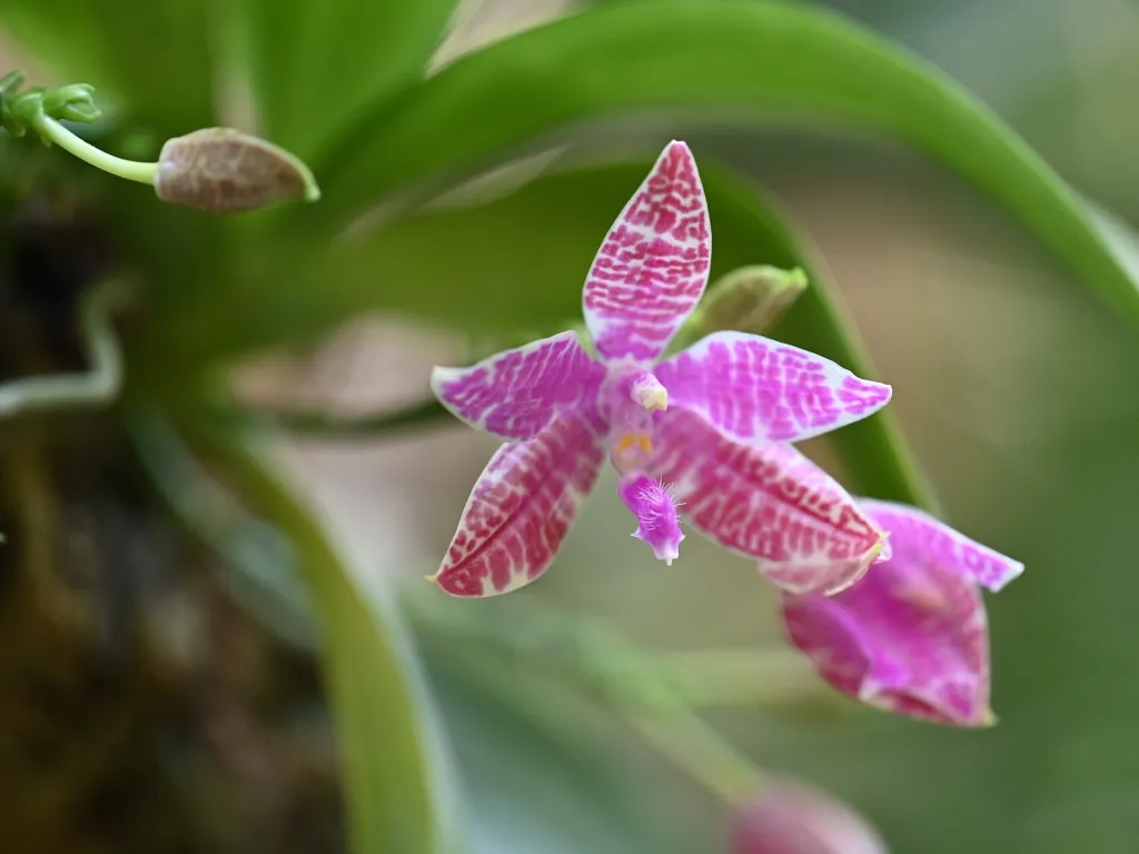 lišajovec filipínsky (Phalaenopsis lueddemanniana) – typický vzhľad, fotografia rastliny