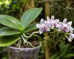 Phalaenopsis lueddemanniana – Pflege