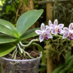 Phalaenopsis lueddemanniana – (Phalaenopsis lueddemanniana) – Pflanzenfoto
