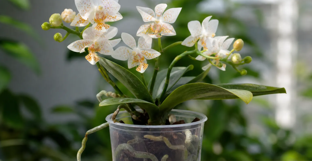 Phalaenopsis 'Mini Mark' – fotografia rastliny