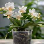 Phalaenopsis 'Mini Mark' – fotografia rastliny