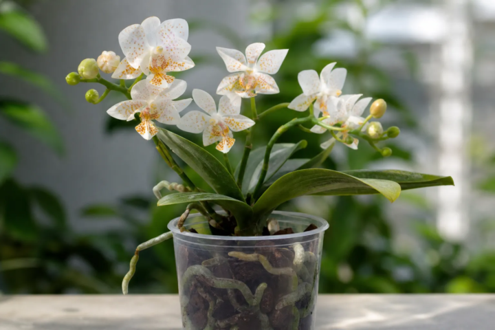 Phalaenopsis 'Mini Mark'
