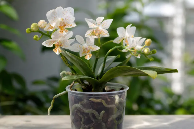 Phalaenopsis 'Mini Mark'