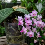Phalaenopsis schilleriana care guide (Phalaenopsis schilleriana) – plant photo