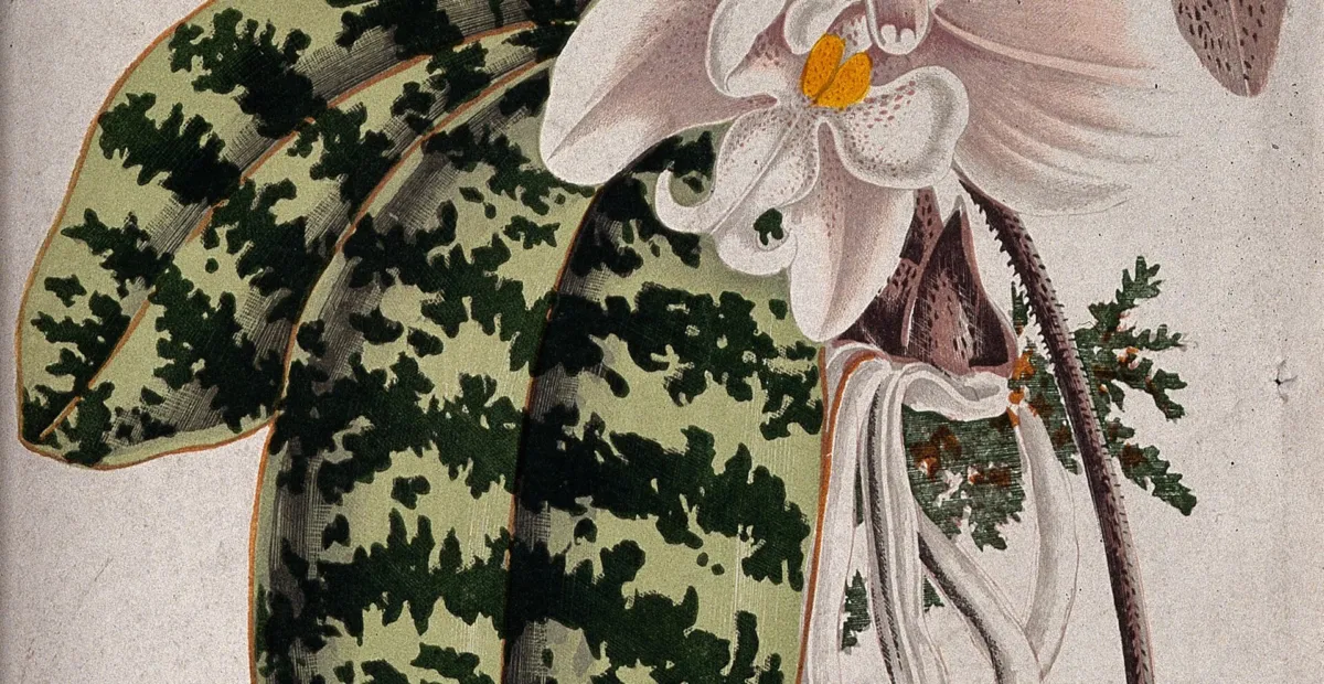 Phalaenopsis schilleriana – plant photo