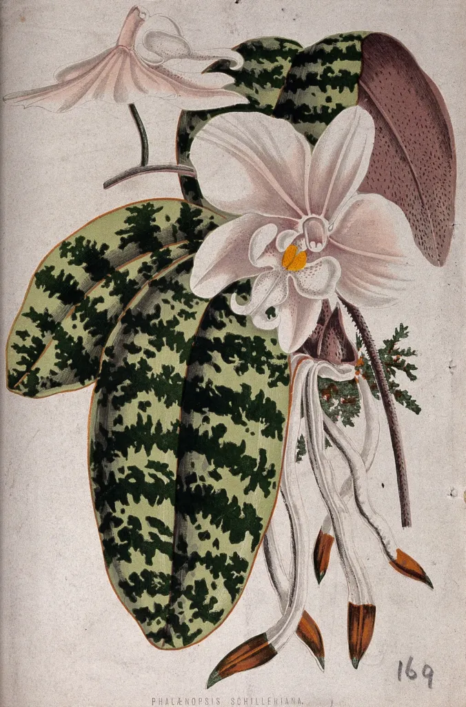 lišajovec Schillerov (Phalaenopsis schilleriana) – kôra a výhonky, fotografia rastliny