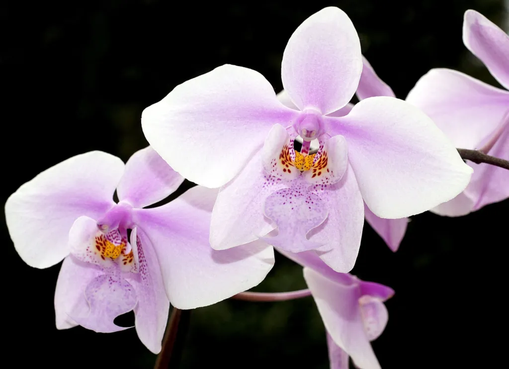 lišajovec Schillerov (Phalaenopsis schilleriana) – typický vzhľad, fotografia rastliny