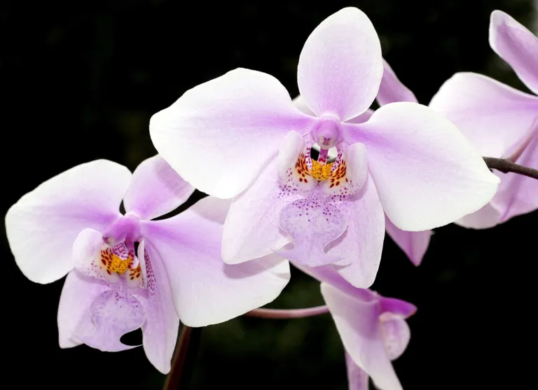 Phalaenopsis schilleriana care guide (Phalaenopsis schilleriana) – characteristic appearance