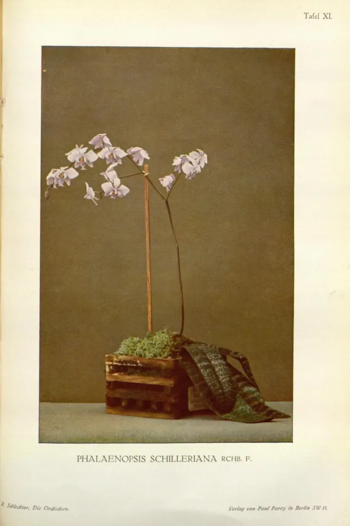 lišajovec Schillerov (Phalaenopsis schilleriana) – typický vzhľad, fotografia rastliny