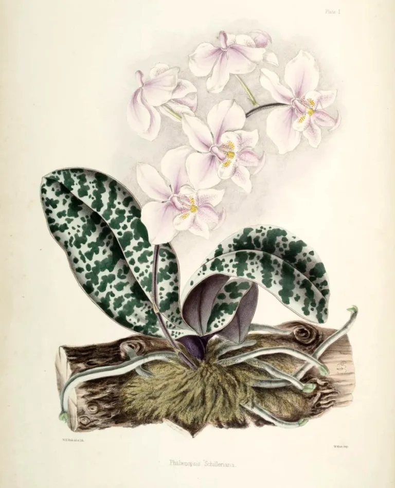 Phalaenopsis schilleriana care guide (Phalaenopsis schilleriana) – characteristic appearance