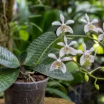 Phalaenopsis stuartiana care guide (Phalaenopsis stuartiana) – plant photo