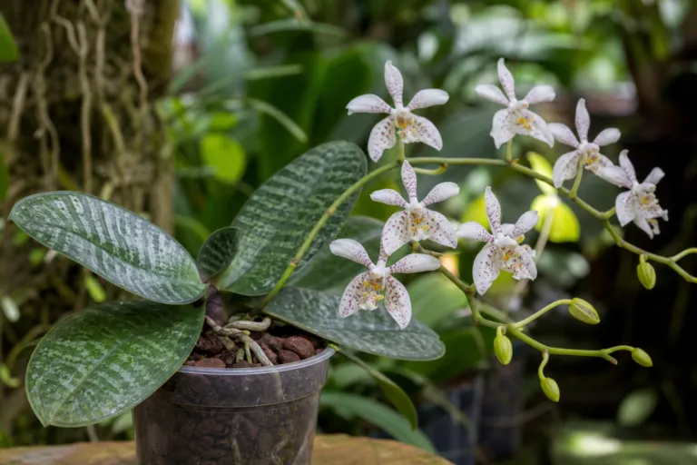 Phalaenopsis stuartiana