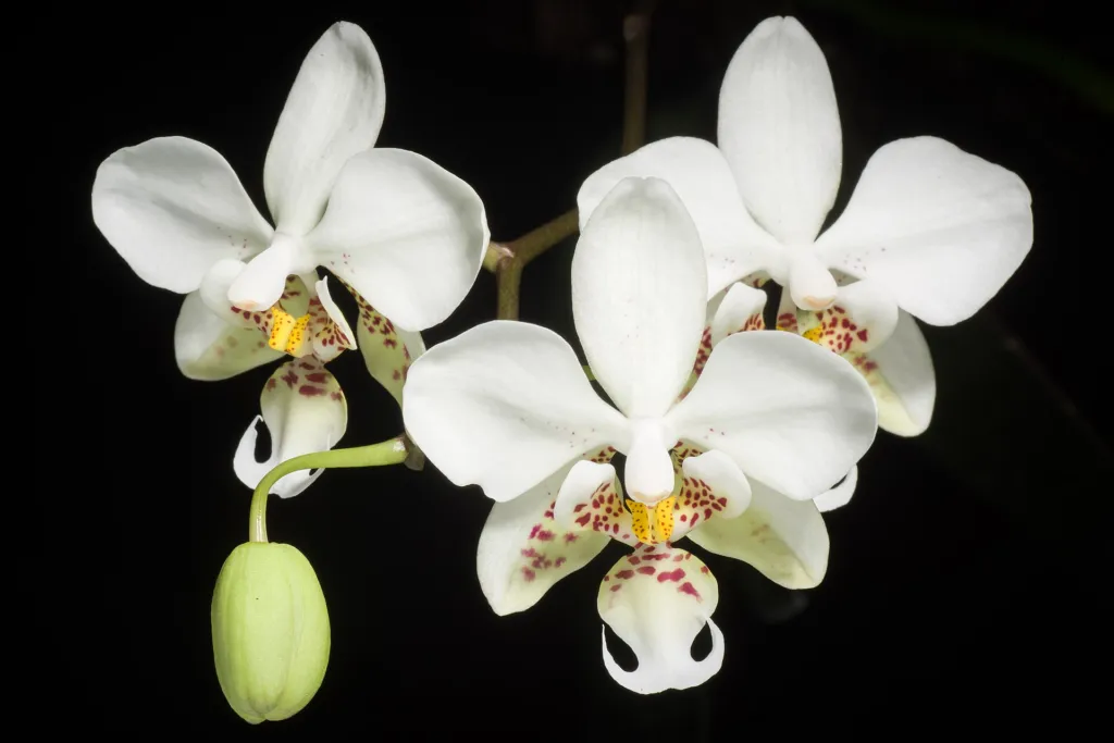 lišajovec Stuartov (Phalaenopsis stuartiana) – v záhrade, fotografia rastliny