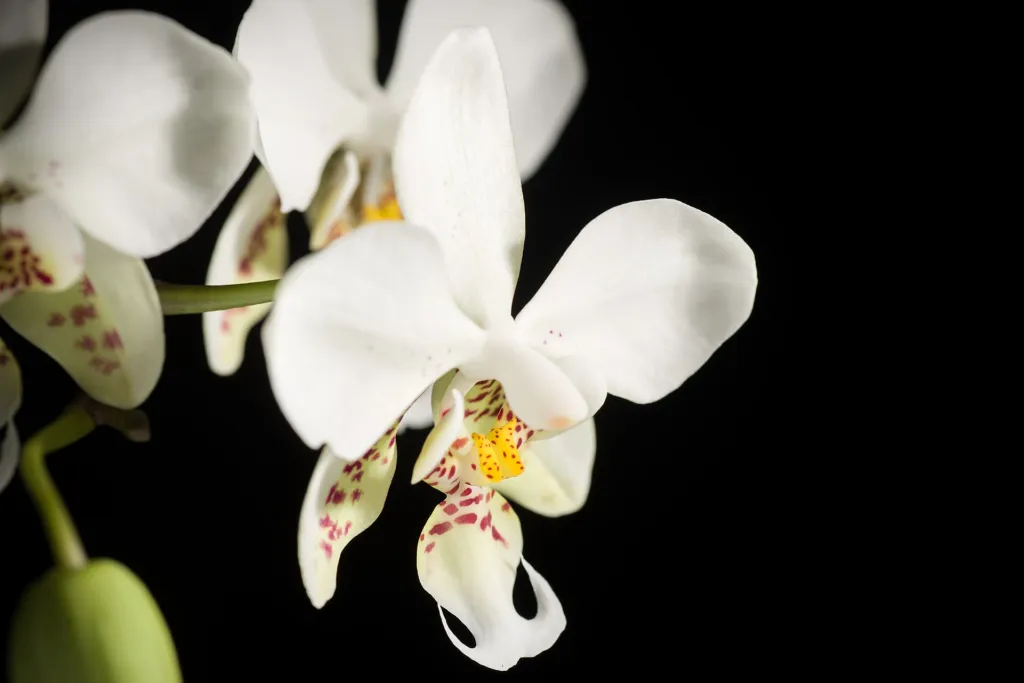 lišajovec Stuartov (Phalaenopsis stuartiana) – v záhrade, fotografia rastliny