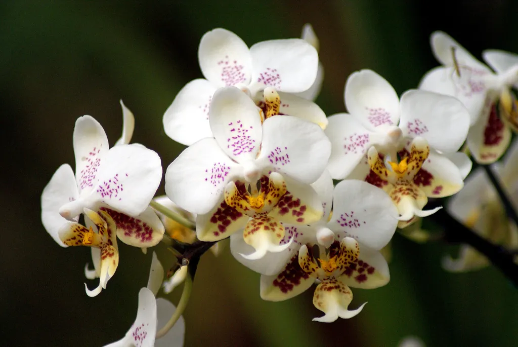 lišajovec Stuartov (Phalaenopsis stuartiana) – typický vzhľad, fotografia rastliny