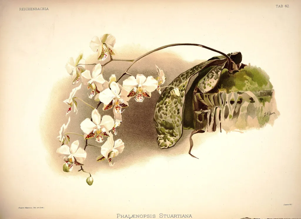 lišajovec Stuartov (Phalaenopsis stuartiana) – typický vzhľad, fotografia rastliny