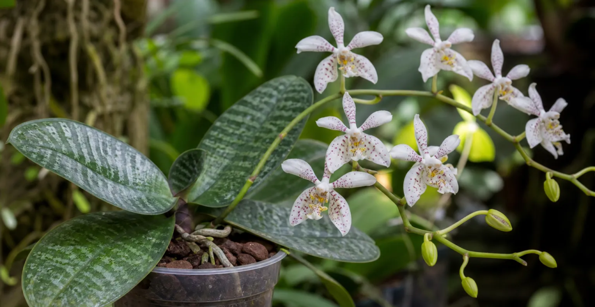 Phalaenopsis stuartiana – Pflanzenfoto