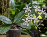 Phalaenopsis stuartiana – Pflege