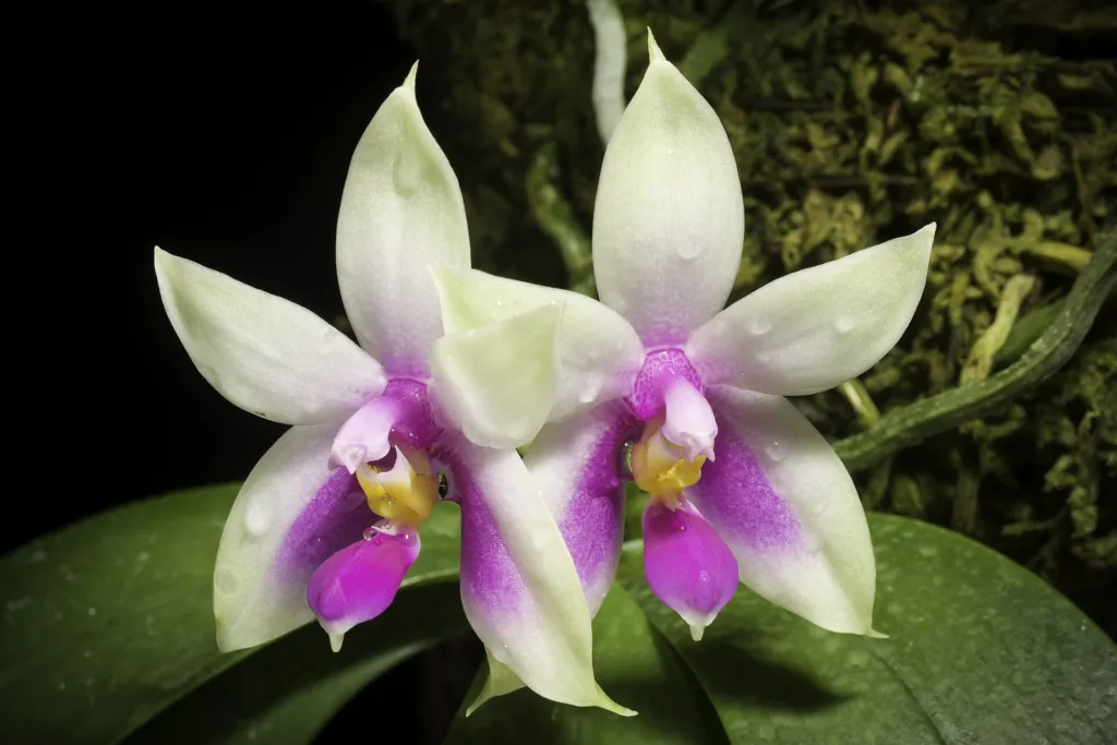 Orchid (Phalaenopsis violacea) – characteristic appearance, plant photo