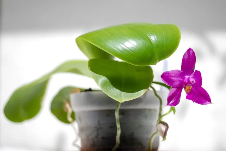 Orchid (Phalaenopsis violacea) – characteristic appearance, plant photo