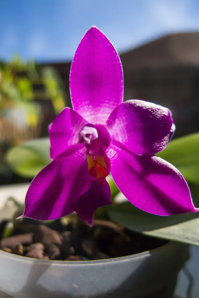 Orchid (Phalaenopsis violacea) – characteristic appearance, plant photo