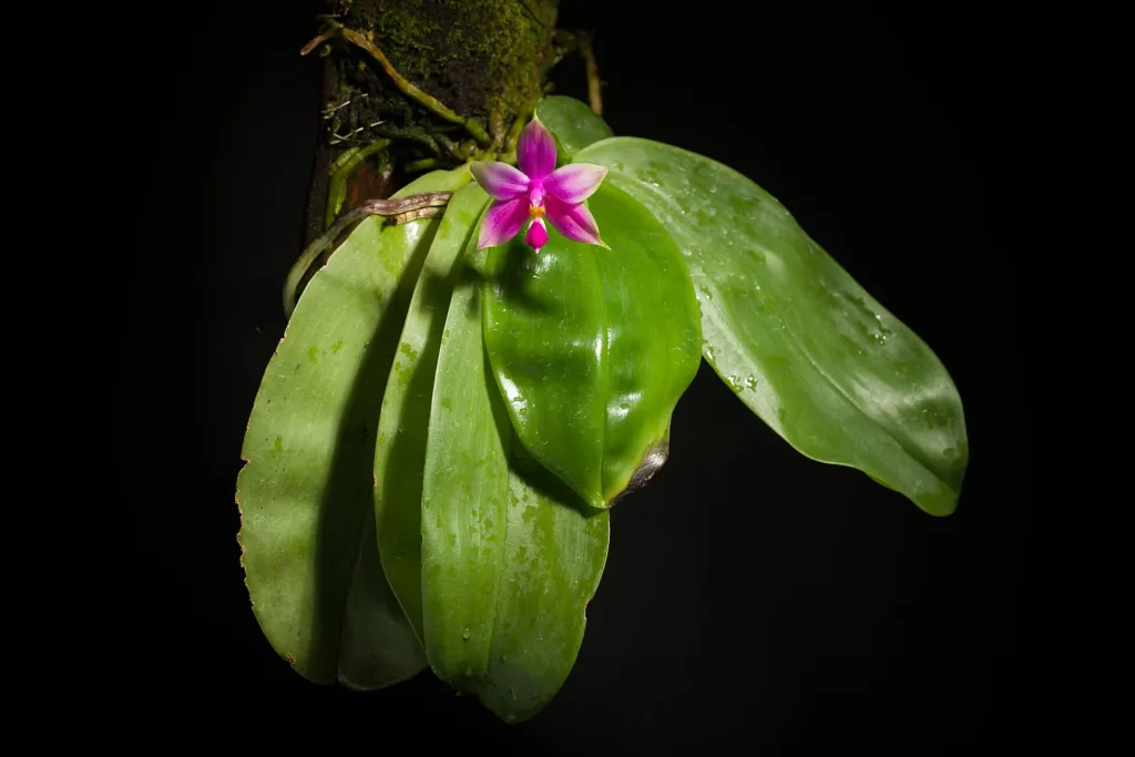 Orchid (Phalaenopsis violacea) – in a garden setting, plant photo
