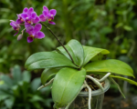 Phalaenopsis violacea – Pflege