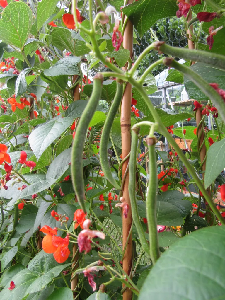 Phaseolus coccineus – pestovanie a (Phaseolus coccineus) – v záhrade, fotografia rastliny