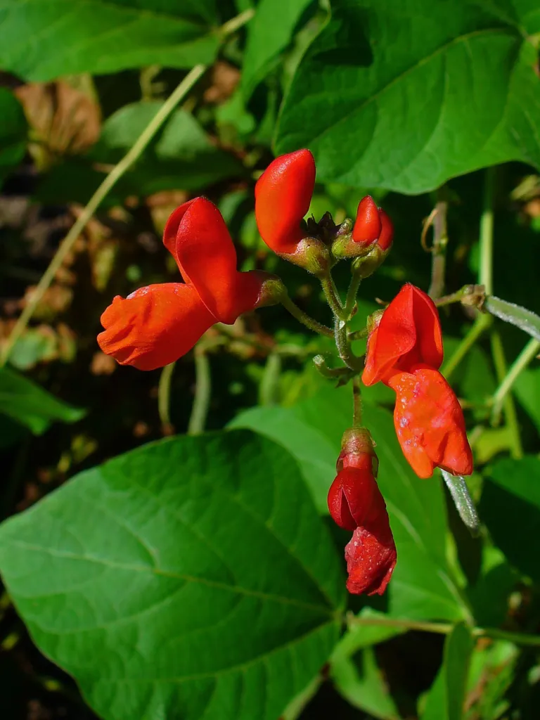 Phaseolus coccineus – pestovanie a (Phaseolus coccineus) – kvety zblízka, fotografia rastliny