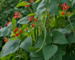 Phaseolus coccineus – pestovanie a starostlivosť