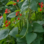 Phaseolus coccineus – pestovanie a starostlivosť (Phaseolus coccineus) – fotografia rastliny