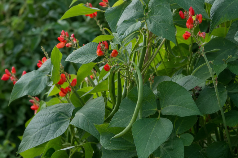 Phaseolus coccineus