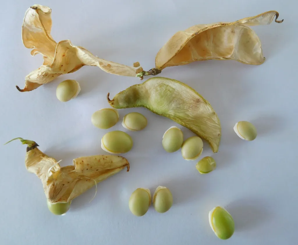 Limabohne (Phaseolus lunatus) – Samen und Früchte, Pflanzenfoto