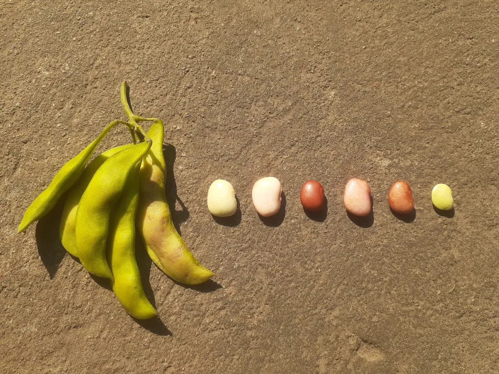 Limabohne (Phaseolus lunatus) – typisches Erscheinungsbild, Pflanzenfoto