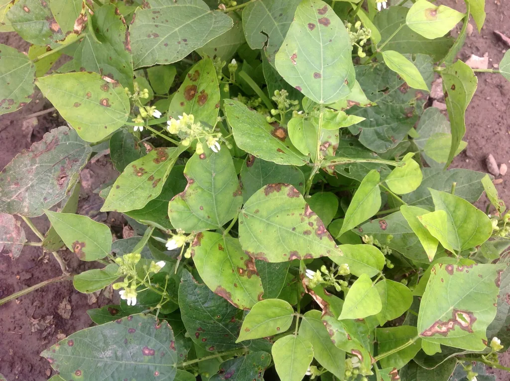 Limabohne (Phaseolus lunatus) – typisches Erscheinungsbild, Pflanzenfoto