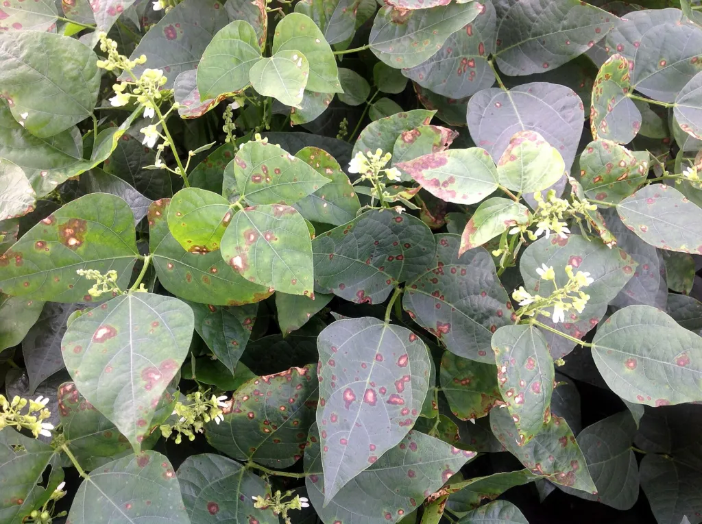 Limabohne (Phaseolus lunatus) – typisches Erscheinungsbild, Pflanzenfoto