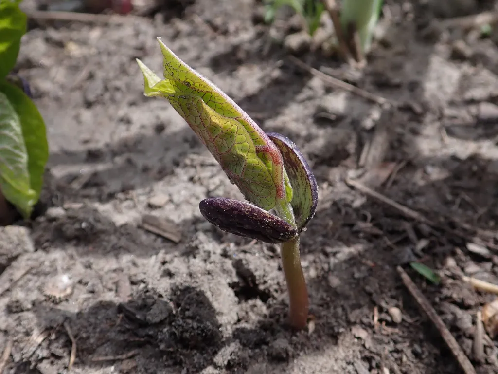 String Bean (Phaseolus vulgaris) – in a garden setting, plant photo