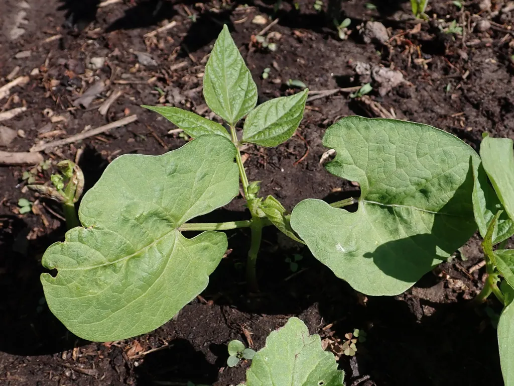 String Bean (Phaseolus vulgaris) – in a garden setting, plant photo