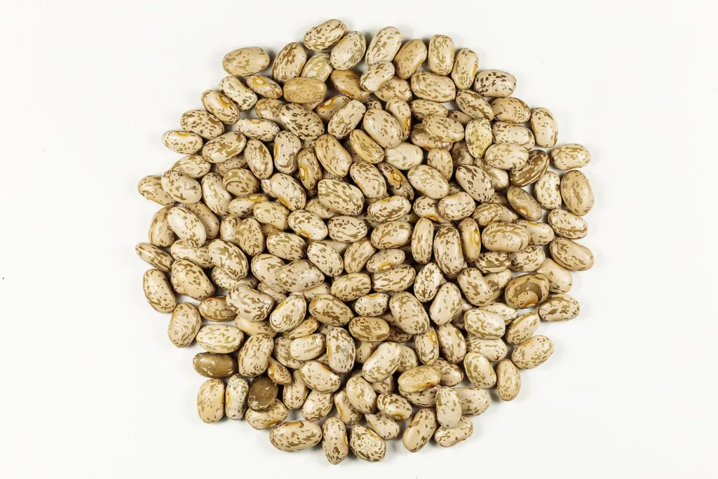 String Bean (Phaseolus vulgaris) – seeds and fruit, plant photo