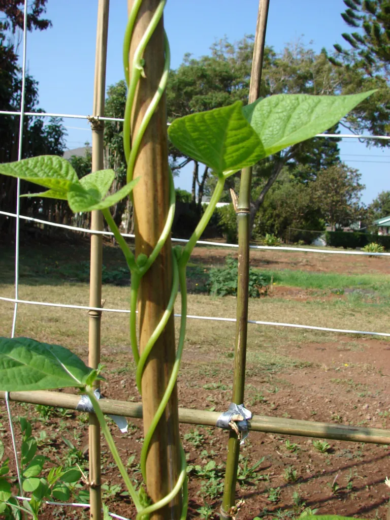 String Bean (Phaseolus vulgaris) – characteristic appearance, plant photo